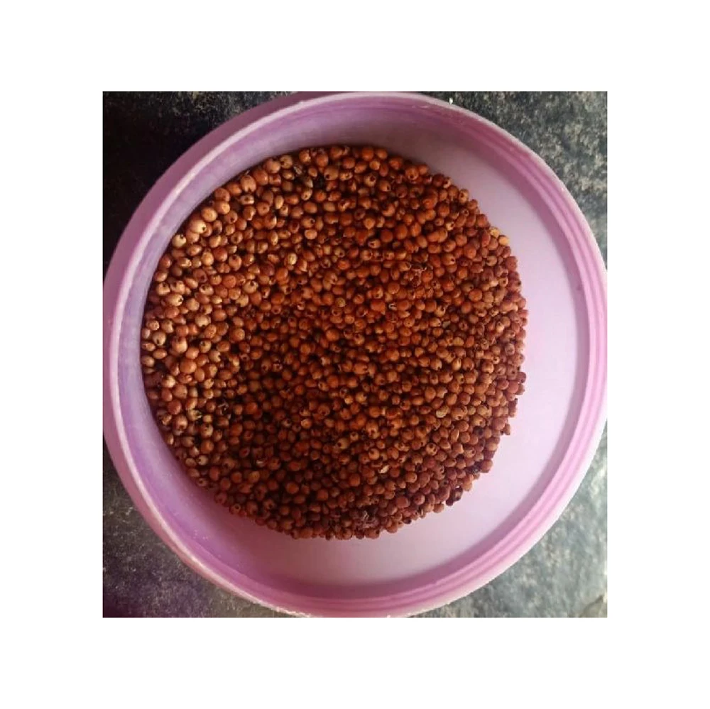 High Quality Red Sorghum Grain for sale