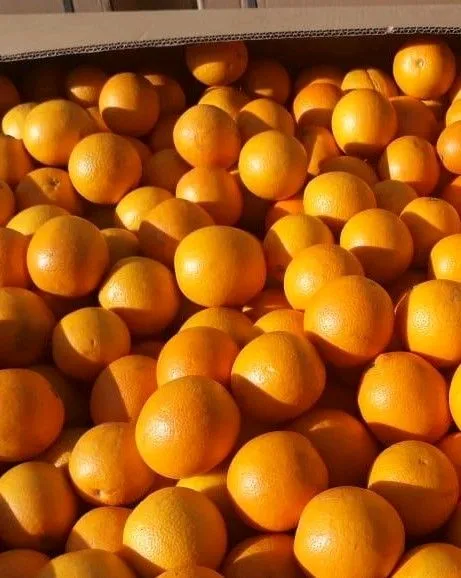new crop good quality Fresh citrus fruit orange Summer Valencia oranges navel oranges