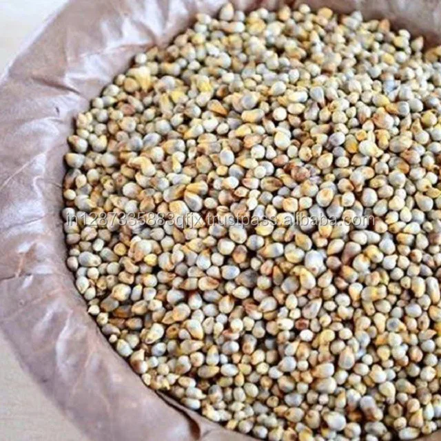 Green Millet Animal Feed Available for sale