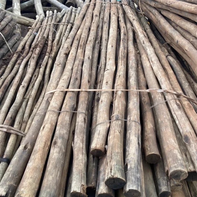 High Quality Eucalyptus Piles Used In Construction - Wood Piles Of Various Sizes From Eucalyptus Tree Trunks