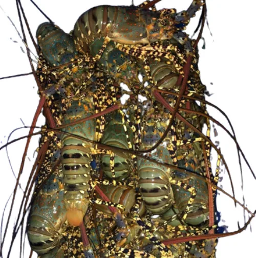 LIVE LOBSTER origin Cam Ranh province Vietnam/ Top selling 2023