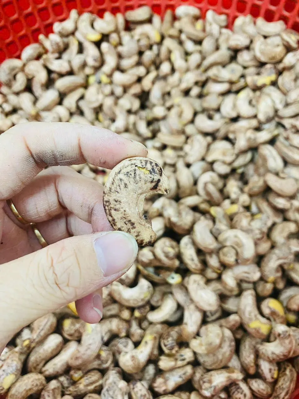 Roasted Unsalted Salted Cashews Nuts Cashews Kernels Dried Organic Cashews Original Taste For Sale