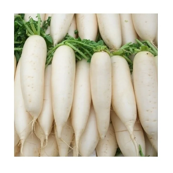 Cheapest Price Supplier Bulk Fresh Vegetables Radish With Fast Delivery