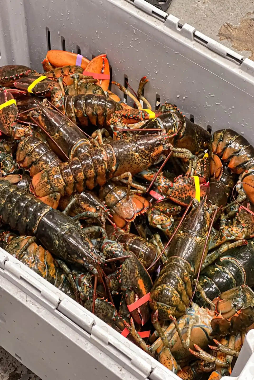 Live Lobster, Spiny Lobster, Frozen Lobsters Bulk Suppliers Box Packaging Natural with 24 Months Shelf Life 5 Cm Mexican Lobster