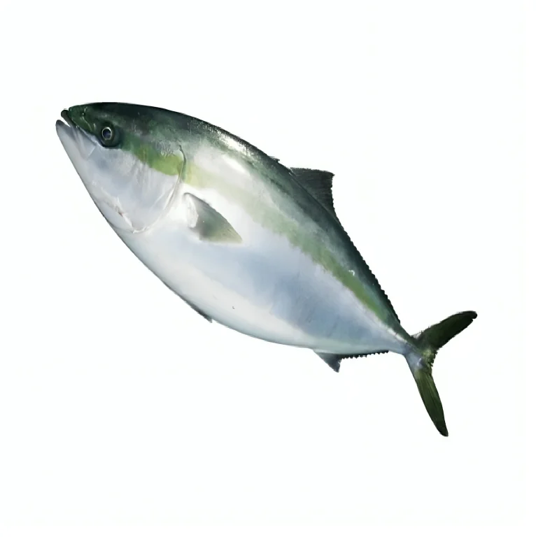 Private Label Frozen Fillet Fresh Fish Seafood Wholesalers Importer