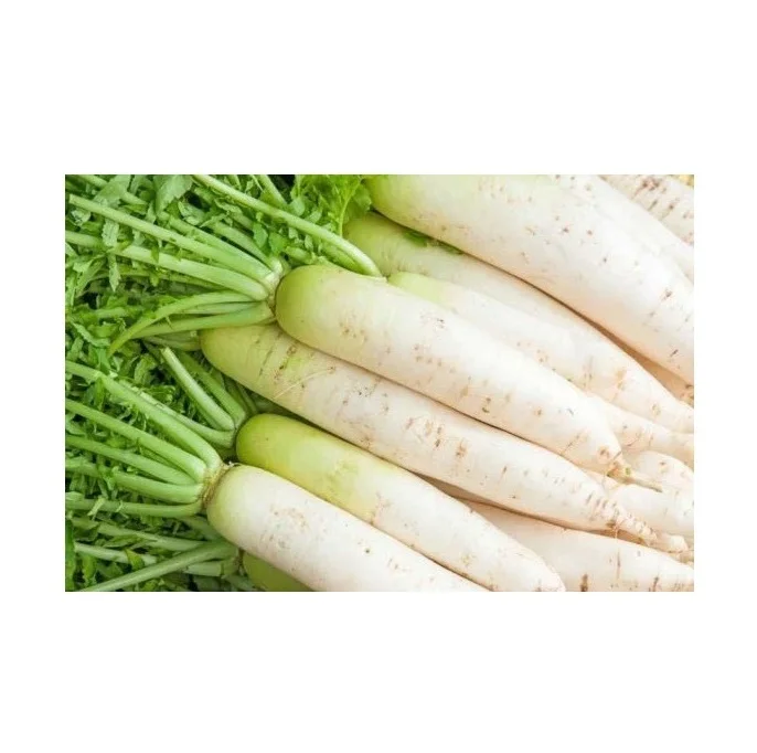 Wholesale Supplier of Natural Quality Fresh Vegetables Radish Bulk Quantity Ready For Export