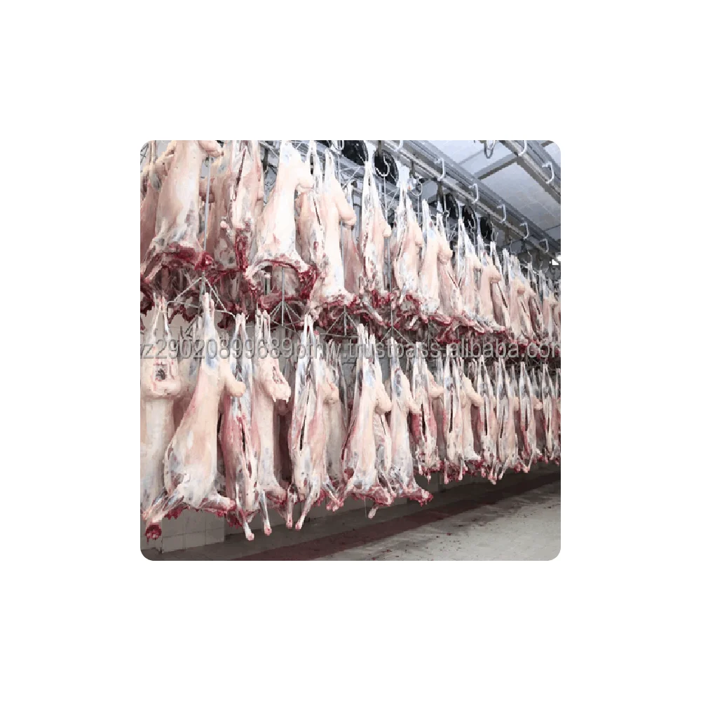 Sheep Meat Selected Sheep Meat Only Young Animals Packing Vacuum Bag Extraordinary Tenderness Sheep Meat Wholesale
