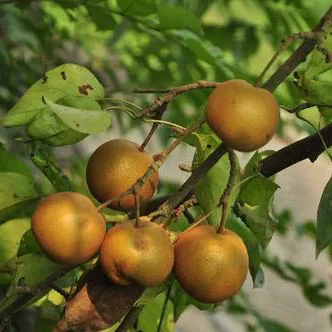 kiwi Fruits