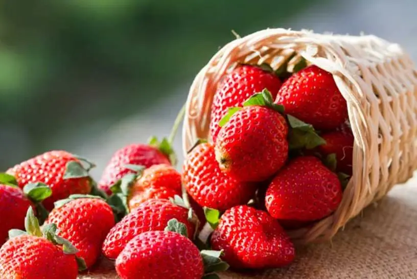 Hot Sale Soft Sweets Fresh Delicious Strawberry Wholesale Fresh Strawberry best price Export worldwide