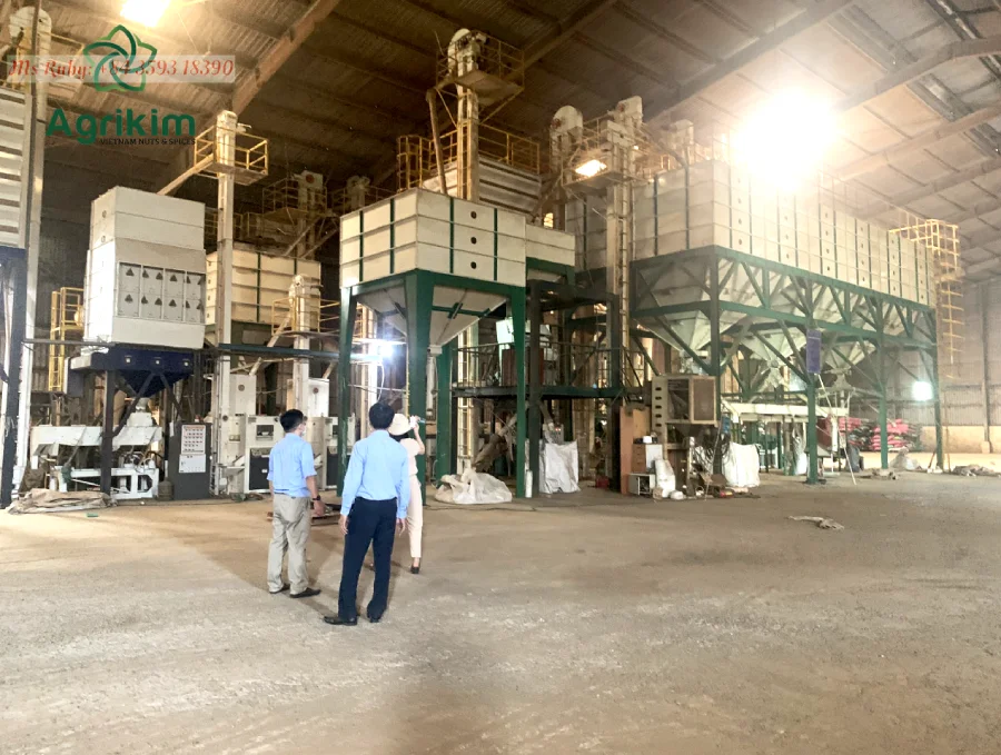 Premium Grade Green Coffee Bean Factory Supplier Pure Green Coffee Bean Hot Selling From Vietnam