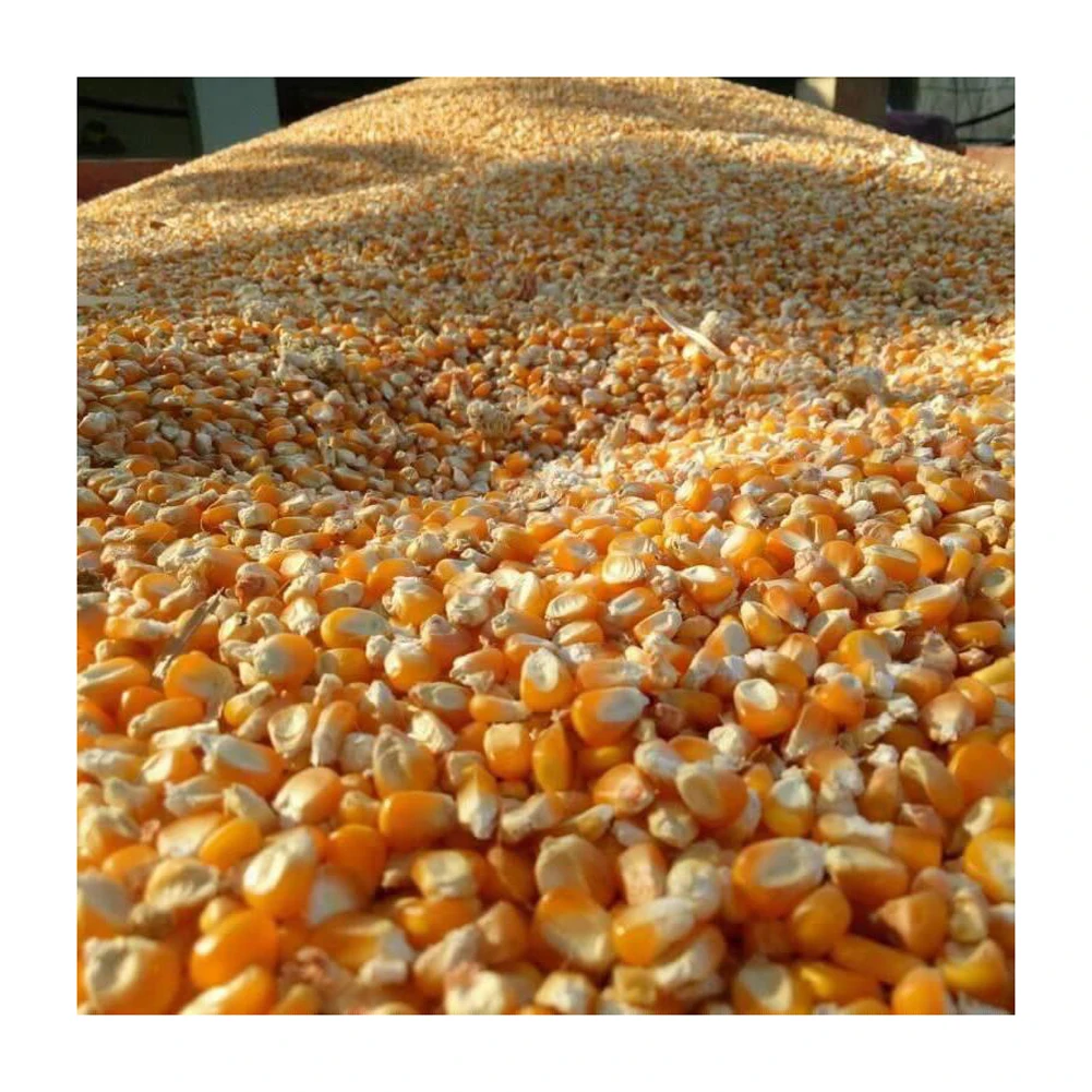 Buy Efficient, Authentic Yellow Maize for Human Consumption and Animal Feed