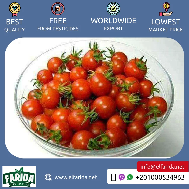 Widely Selling Superior Quality Delicious Taste Agriculture Grade Fresh Fruit Cherry Red Fresh Vegetable Tomatoes from Egypt