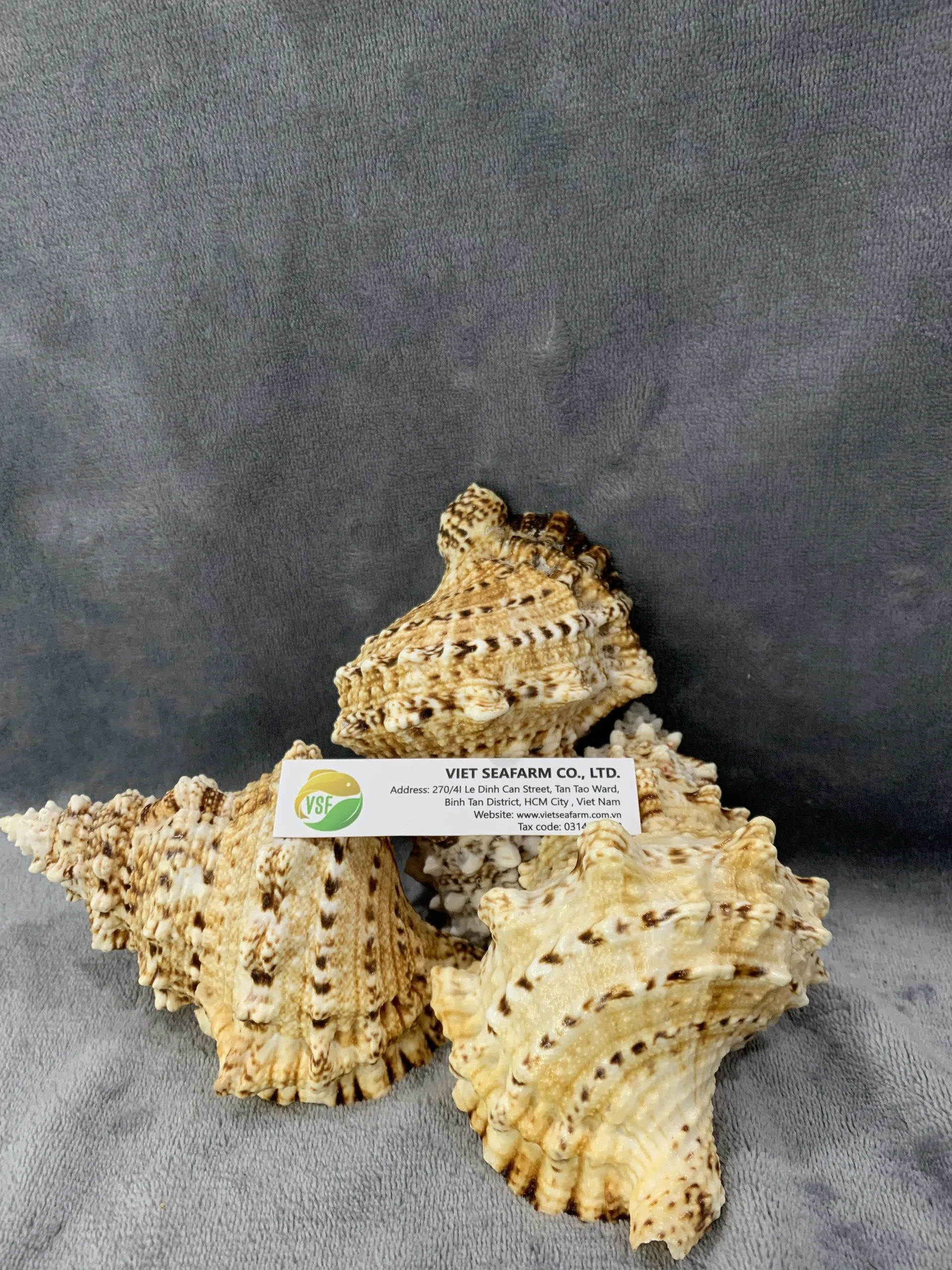 2020 Hot Selling Seashells 100% Natural High Quality Cheap Price Many Styles And Size For Decorating From Vietnam