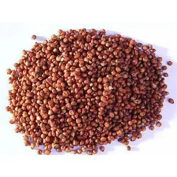Discount price Sorghum grain
