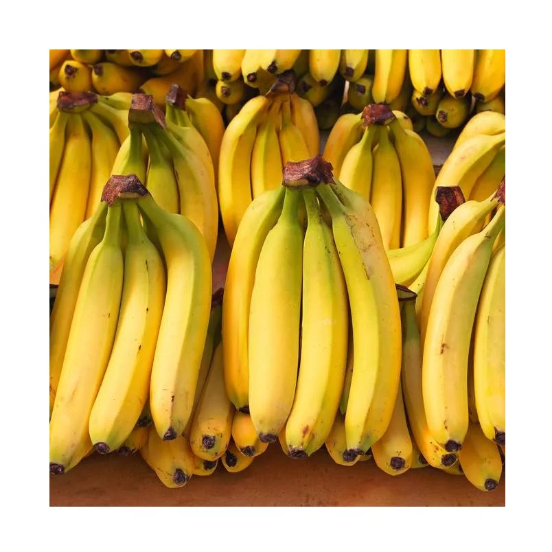 Fresh Bananas Green Cavendish Banana Suppliers