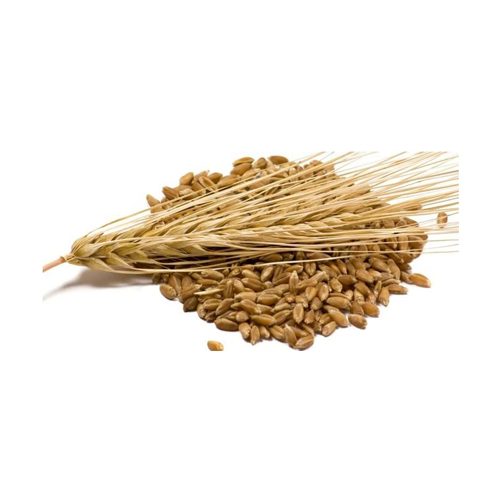 Ячменные зерна семена ячменя корма для животных