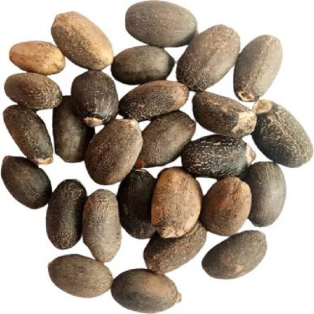 Top Grade  Canada Jatropha Seeds Wholesale Price Jatropha Seeds available