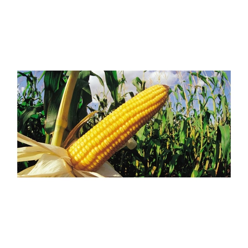 Yellow Corn Whole Frozen Corn Sweet Yellow Corn