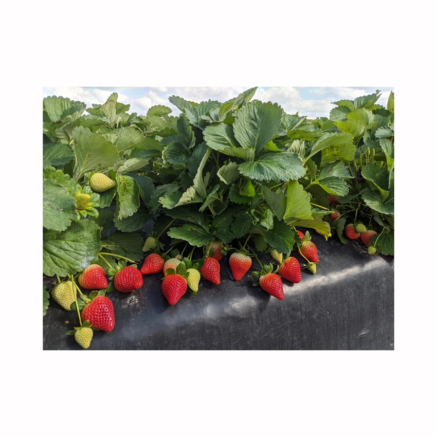 Hot Selling Certificated Freeze Dried Strawberry Freeze-dried Fruit Freeze Dried Strawberry Whole 15-25mm