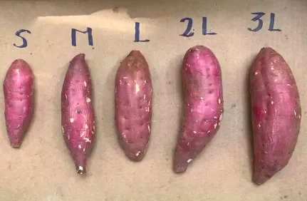 Лидер продаж, свежий сладкий картофель высокого качества с фермы для экспорта по конкурентоспособной цене из Вьетнама