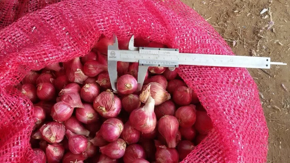 Bawang Kecil Siam Thai Vegetable Fresh Red Shallot +66934602728 Onion Mesh Bag Premium Grade from Thailand
