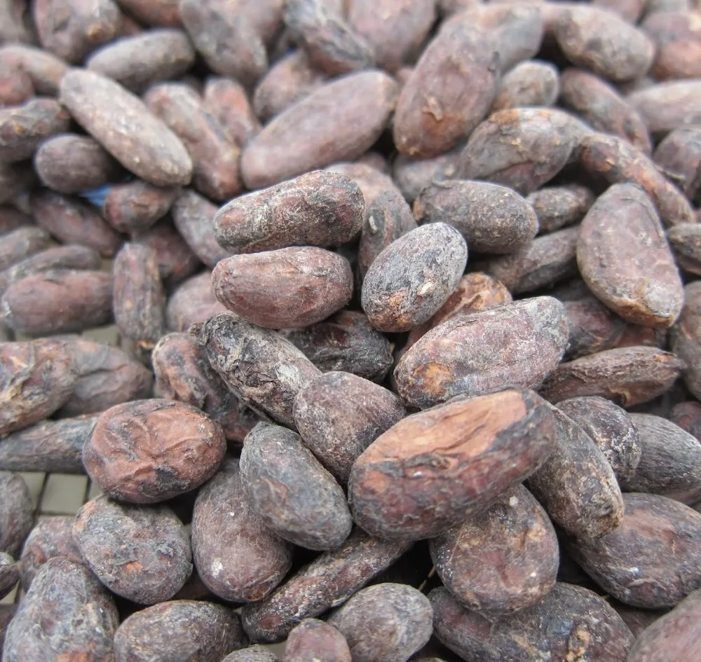 100% Organic Cacao Beans /Sundried Criollo Cocoa Beans / High Grade Dried Raw Organic Cocoa Beans