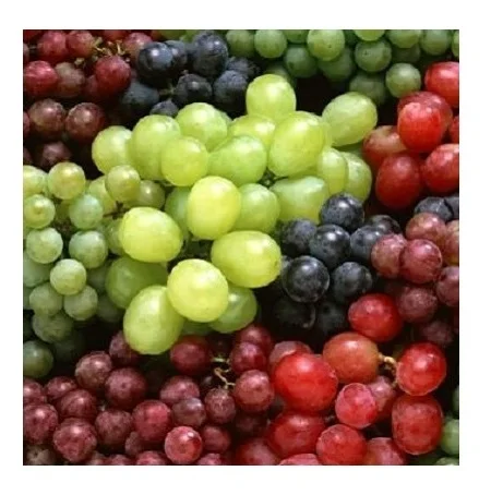 Wholesale Price Supplier of Fresh Fruit Grapes Bulk Stock With Fast Shipping
