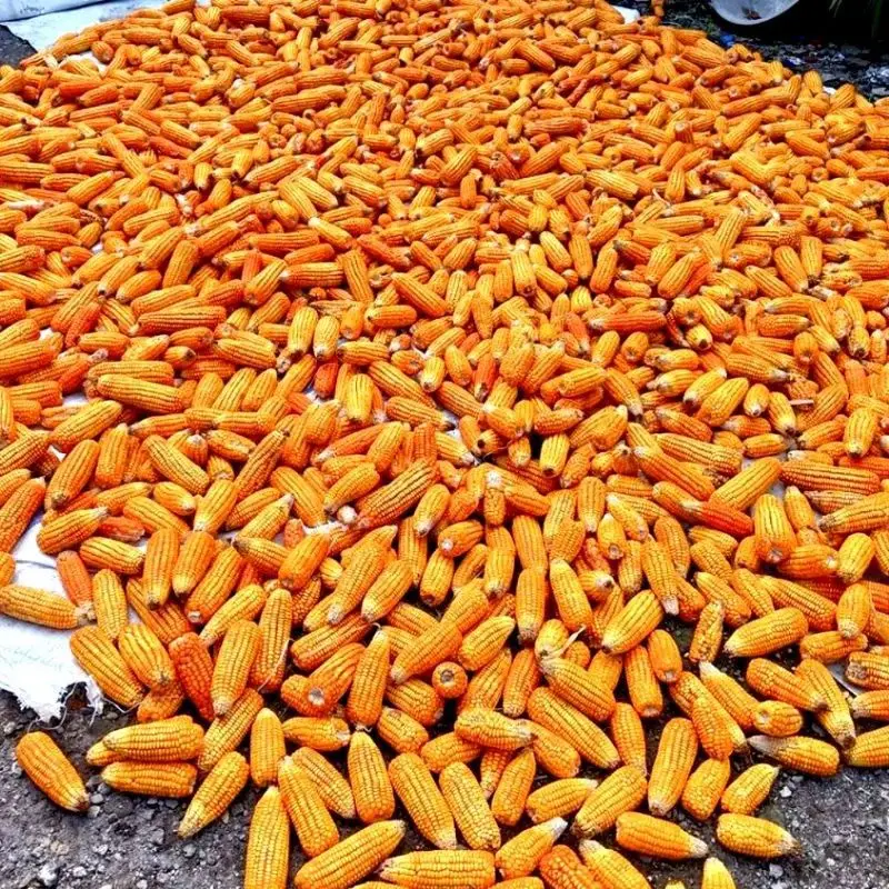 corn bulk.jpg