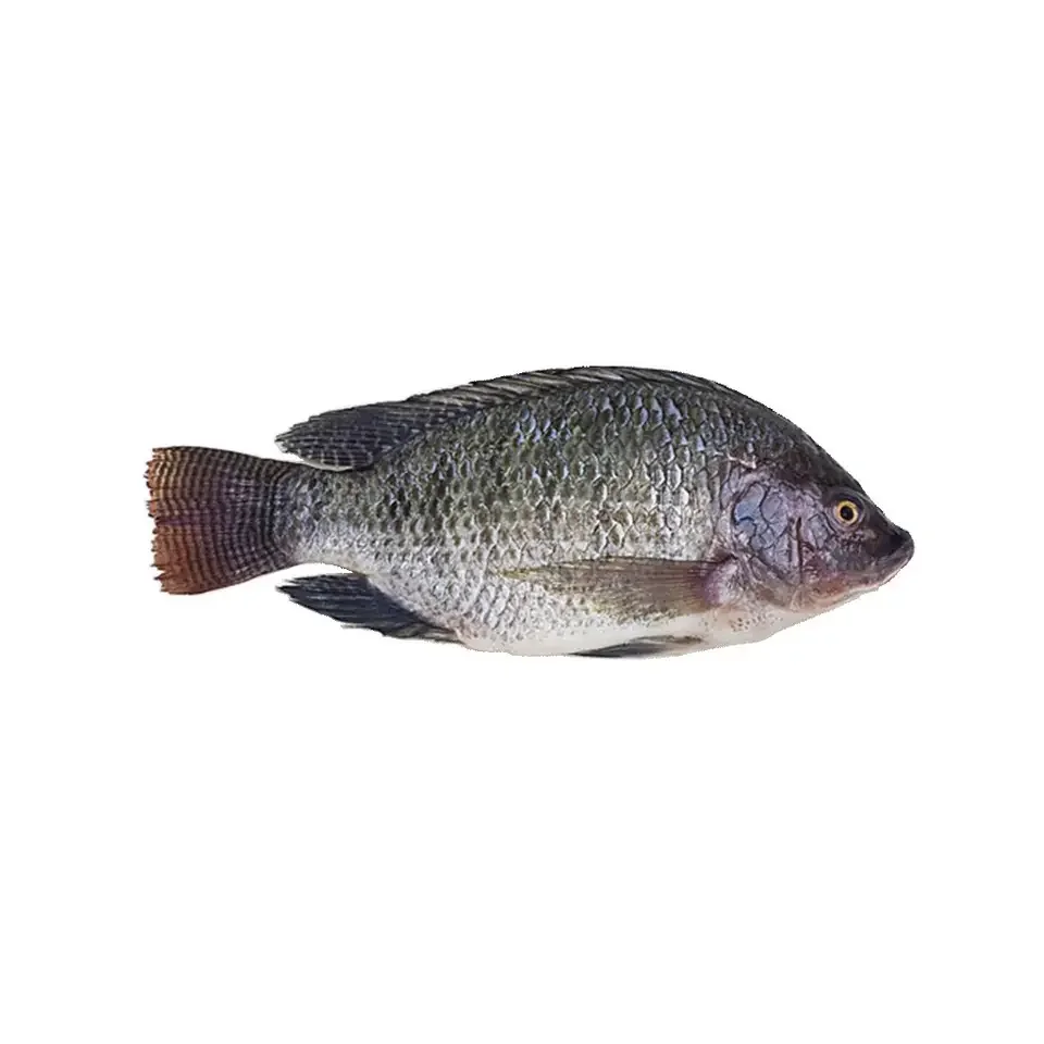 Frozen Fish Vietnamese Wholesale Fresh Black Tilapia IQF Frozen Customize Packing Export In Bulk Seafood
