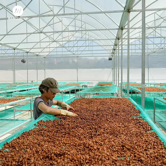 Arabica Robusta Coffee Beans Hot Sale Classic Mocha Flavor Ethiopia Roasted Coffee Bean Wholesale Price Best Seller