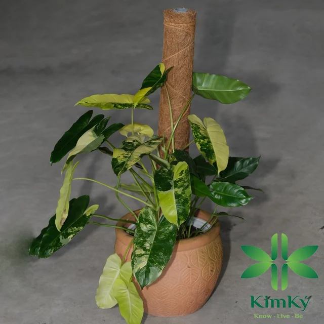 Заводская цена удобная для растений Monstera выращивание садовых кокосовой косовой Моховой столб от вьетнамского 2024