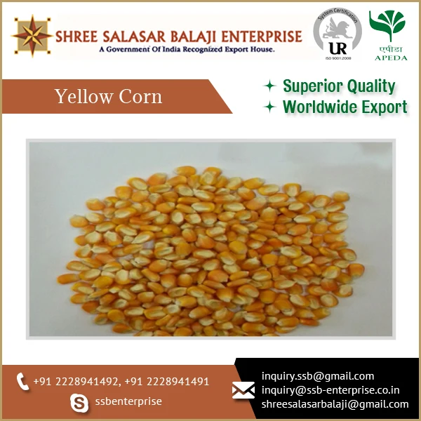 Экспортное качество корм для животных Желтая Кукуруза доступны по оптовым ценам Бестселлер кукуруза из Индии экспортной