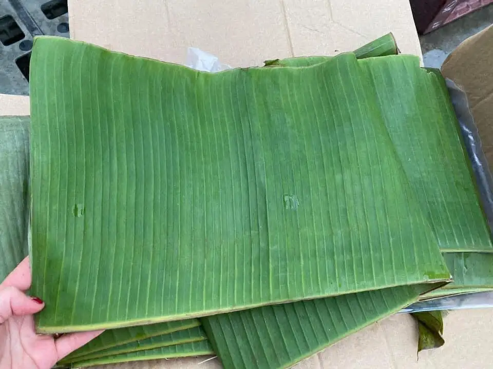 Fresh Banana Leaf For Food Stuff Replace To Plastic Bag Eco Friendly Wrapping Food Biodegradable Supplier New Crop Bulk Vietnam