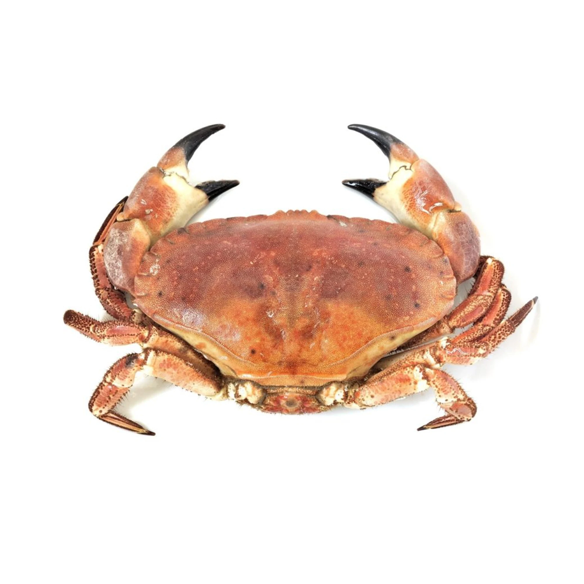 Factory supply Frozen Seafood Best Quality Wholesale Red King Crab And Swimming Crab Available  Frozen Crabs From Bangladesh