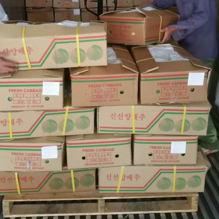 Competitive Price High Quality Variety Vegetables Fresh White Cabbage Made In Vietnam Factory
