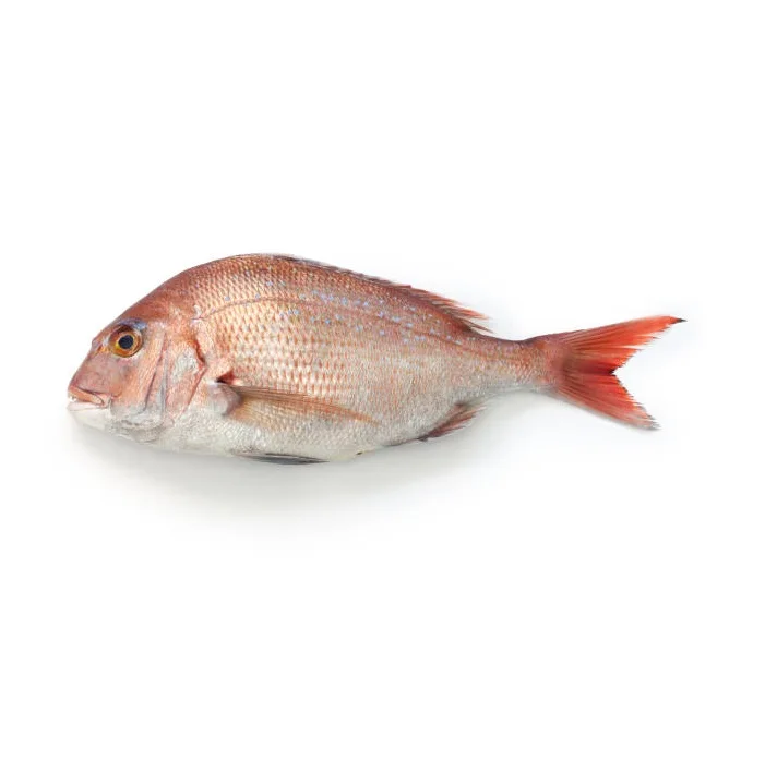 Lowest Price Fresh & Frozen Sea Bream Fish Premium Quality Bulk Quantity For Exports From Europe