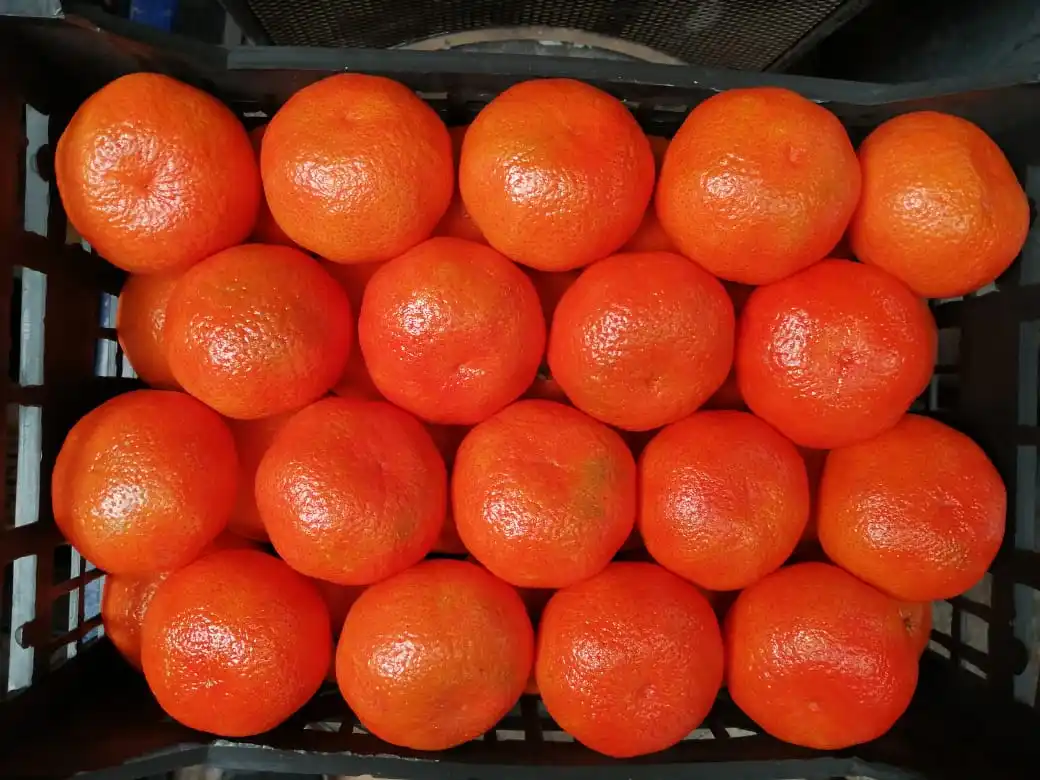 Fresh Citrus fruits/  high Sweet  mandarin (Fremont- Murcet-Clementine ) origin Egypt with high quality with Iso
