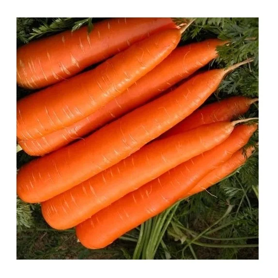 China Organic Fresh Carrots for Exporting to Europe Market
