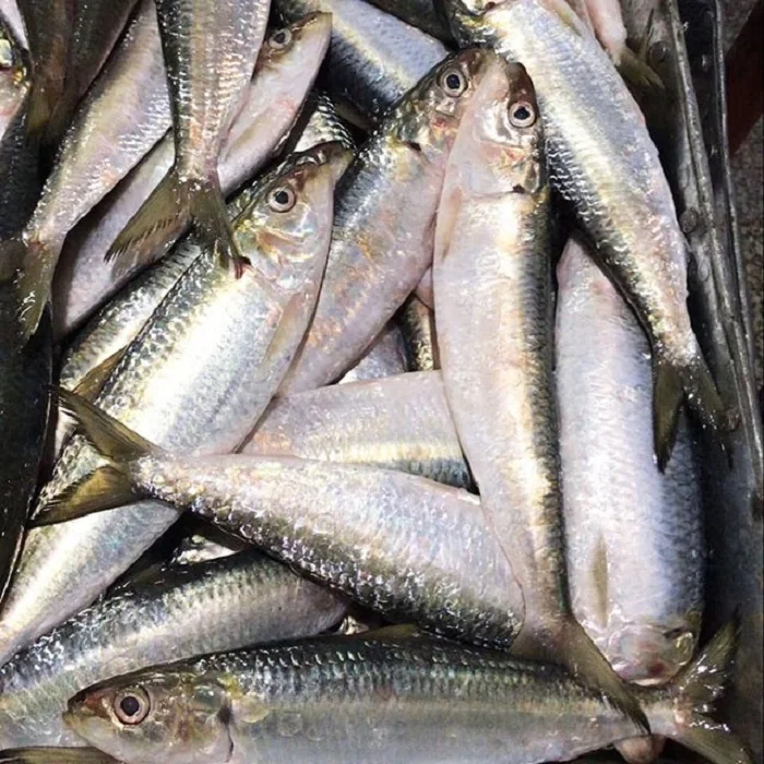 Canned Sardine in Natural oil and Vegetable Oil Cheap Price