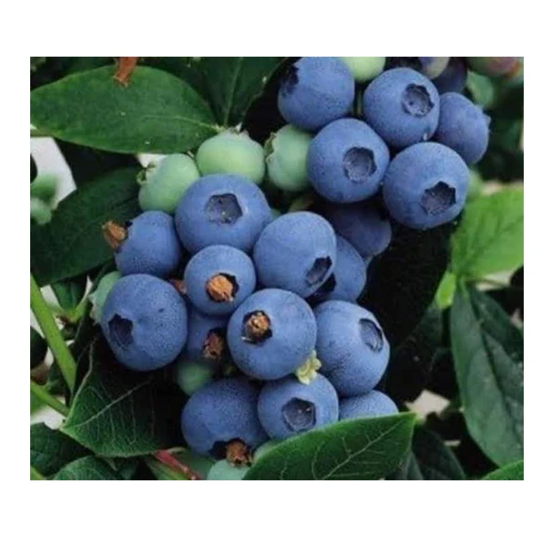 Worldwide Selling Fresh Fruit Sweet and Delicious Taste 100% Natural Pure Fresh Blueberry from Egypt Origin Exporter