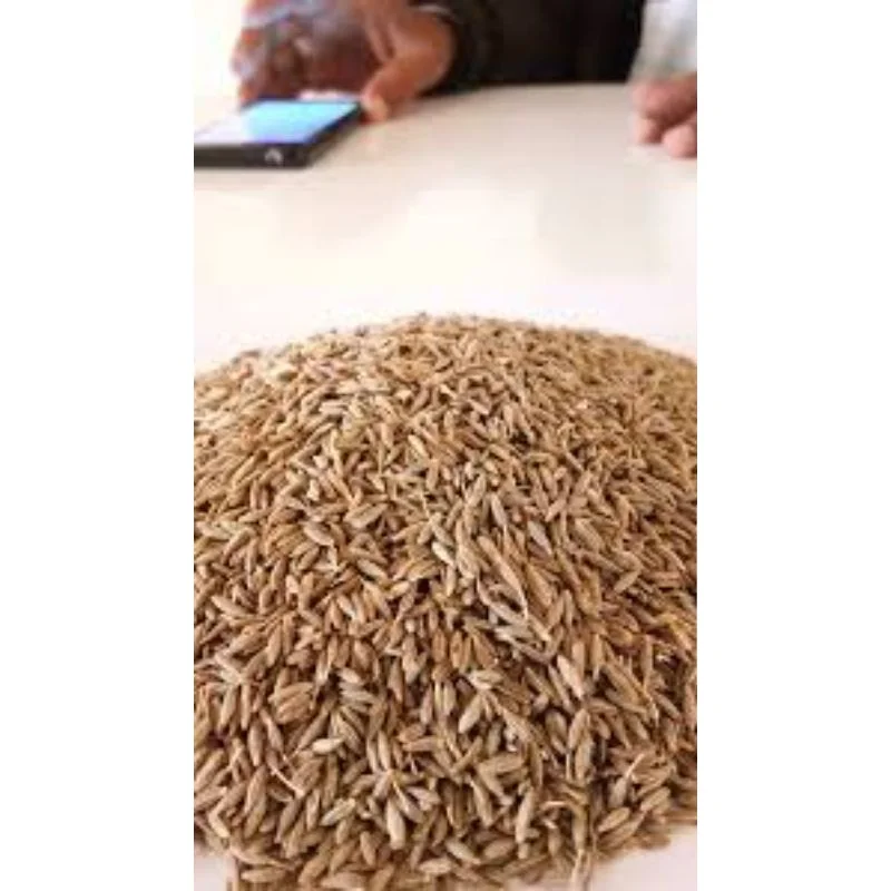 100% Natural Dried Cumin Spice Indian Suppliers from India MN global impex India