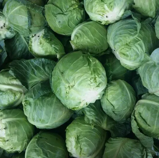 Fresh Round Cabbage Hot Sale with Best Quality