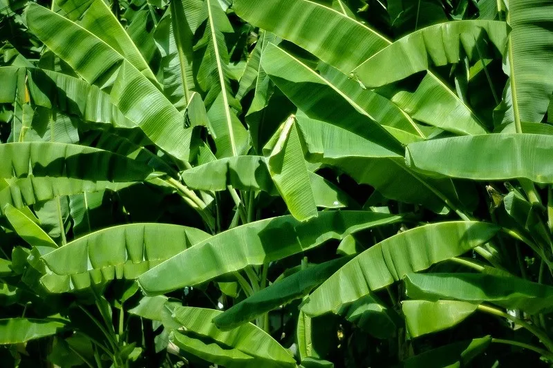 Vietnam Banana Leaves - Organic, Fresh, and Sterilized - High Quality and Affordable Wholesale