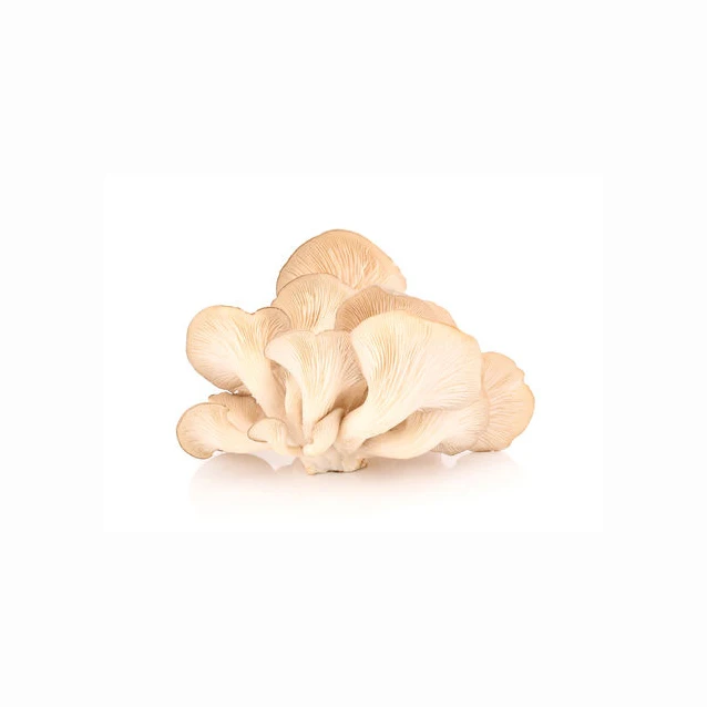 Factory Direct Sale Healthy Fresh Dried Oyster Mushroom Native Product Nutrition Oyster Mushroom