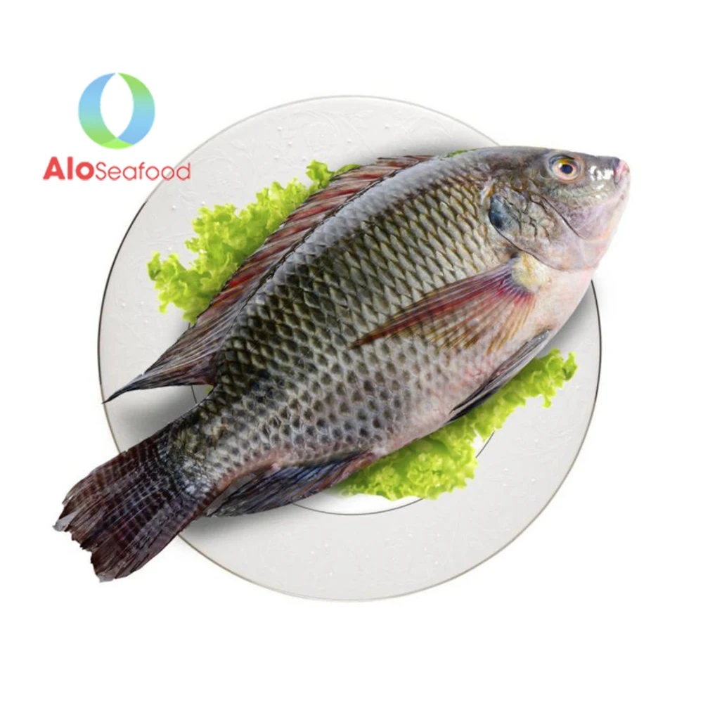 Food Frozen Whole Black Tilapia at competitive price from Vietnam