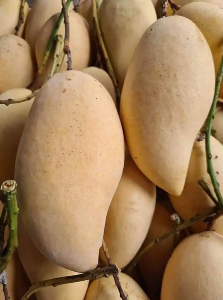 Fresh Mango Sweet and Tasty Golden Mangos Delicious Premium Quality and 100%