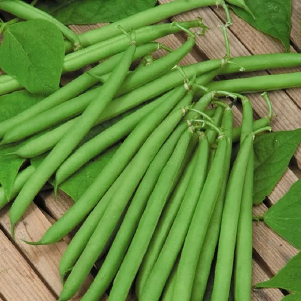 Agriculture Products Frozen Vegetables Export Standard Cooking Frozen Green Beans From Vietnam Manufacturer