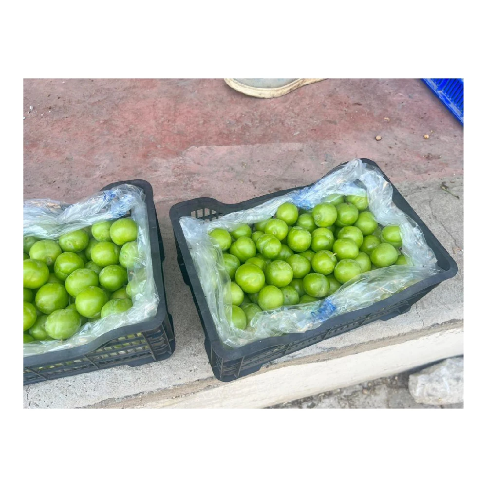 Wholesale Turkey Origin Fresh and Delicious Green Plums Plum Green Plum Fruit Vegetable Food High Quality