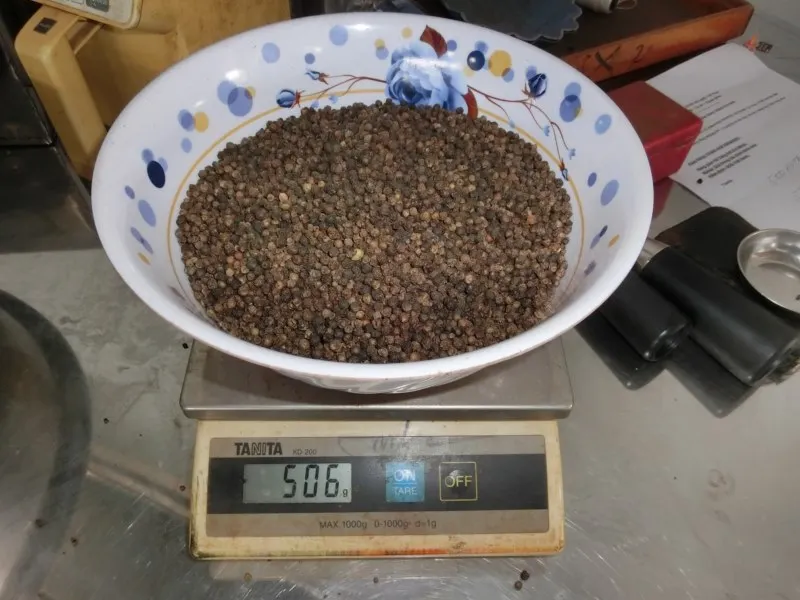 2024 New Crop Black Pepper 500 GL FAQ Best Price Dried Herb in Powder Form Raw Chili Spice from Vietnam with AD Drying Process