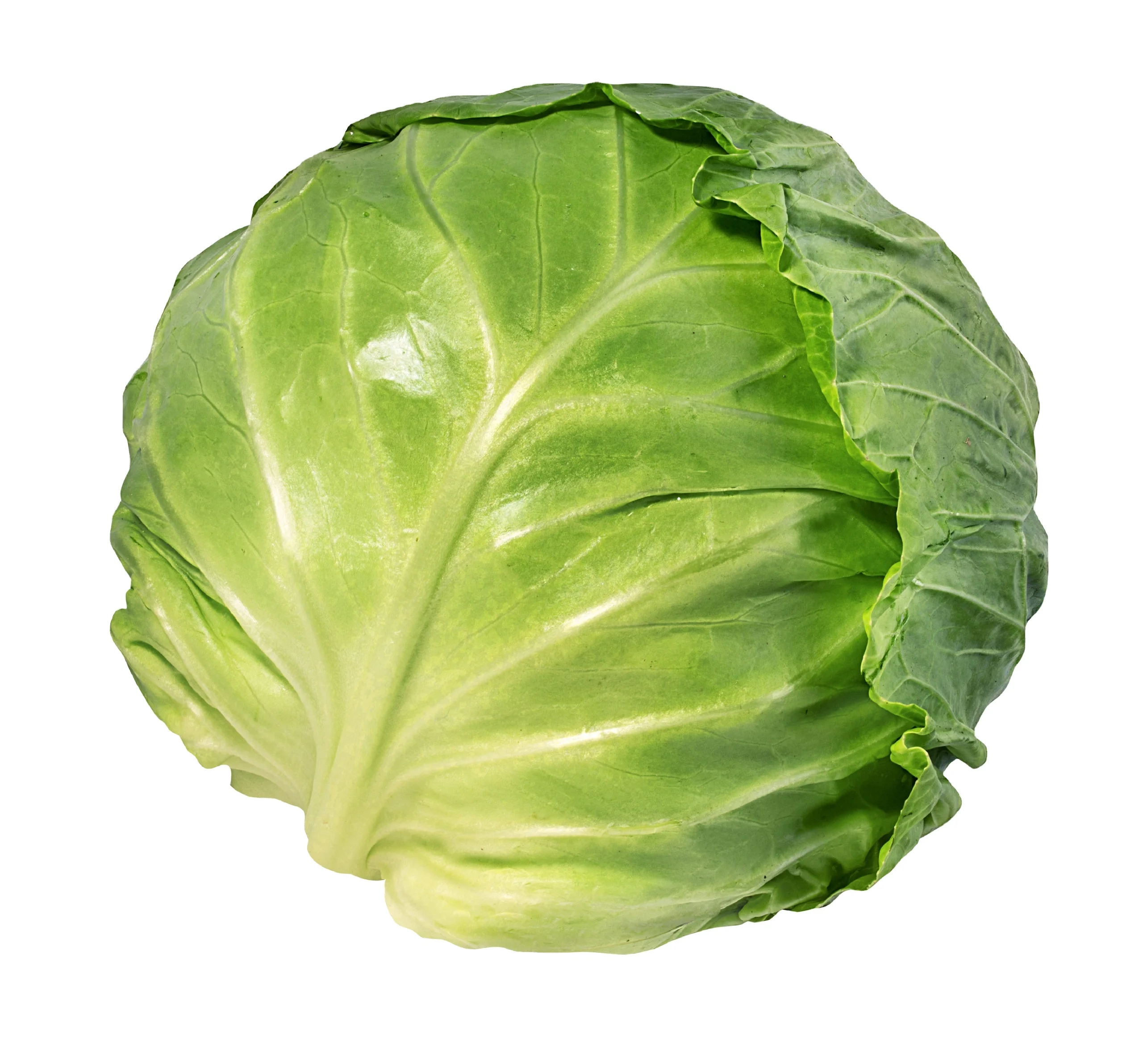 WHOLESALE FRESH GREEN CABBAGE WITH HIGH QUALITY AND BEST SELLER COMPETITIVE PRICE FROM VIETNAM